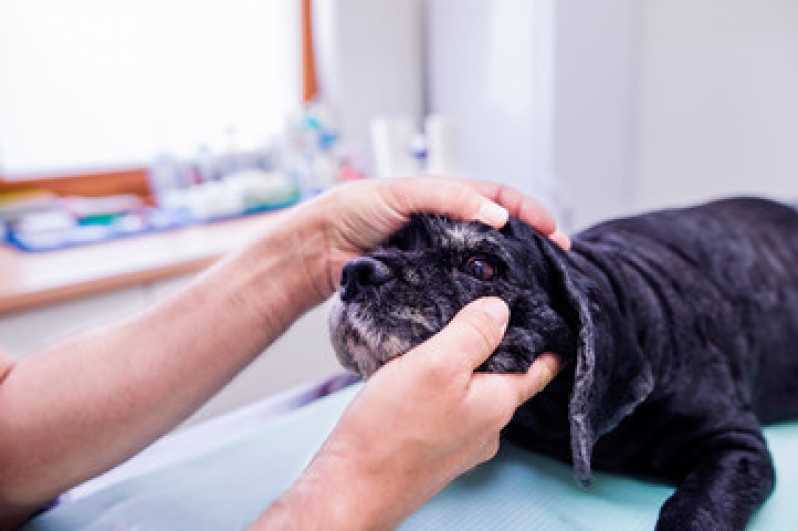 Atendimento de Oftalmologista para Animais de Pequeno Porte Guara - Oftalmologista para Cães