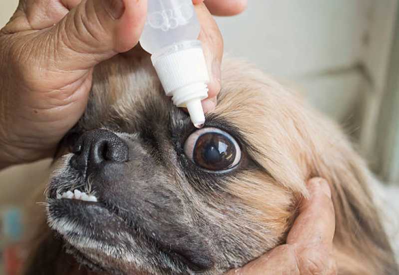 Atendimento de Oftalmologista para Cães e Gatos Park Way - Oftalmologista para Pequenos Animais
