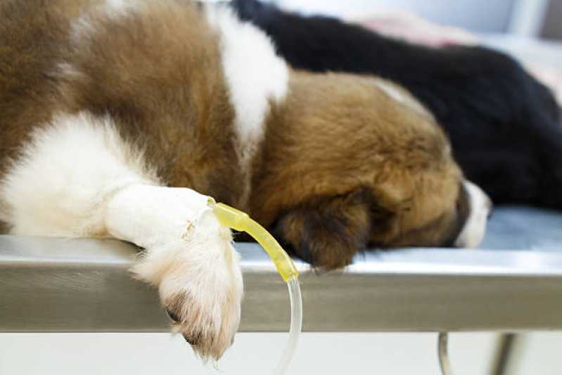 Atendimento de Oncologia Cachorros Sudoeste - Oncologia para Animais de Pequeno Porte