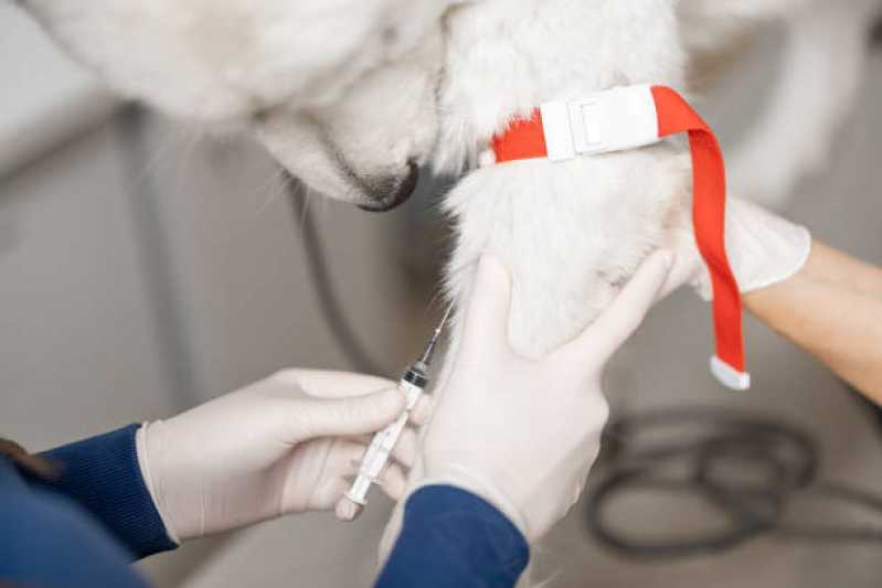 Atendimento de Oncologia para Animais de Médio Porte Distrito Federal - Oncologia para Cachorro