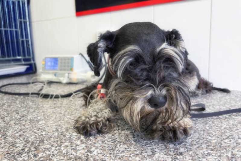 Atendimento de Oncologia para Cachorros Jardim Botânico - Oncologia para Animais de Médio Porte