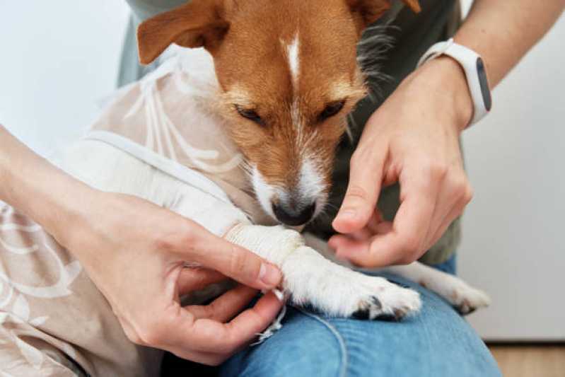 Atendimento de Oncologia para Cães e Gatos Park Way - Oncologia para Cachorro