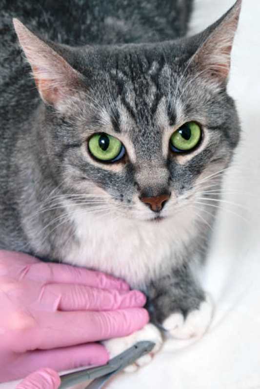 Atendimento de Oncologia para Gatos Octogonal - Oncologia para Pequenos Animais