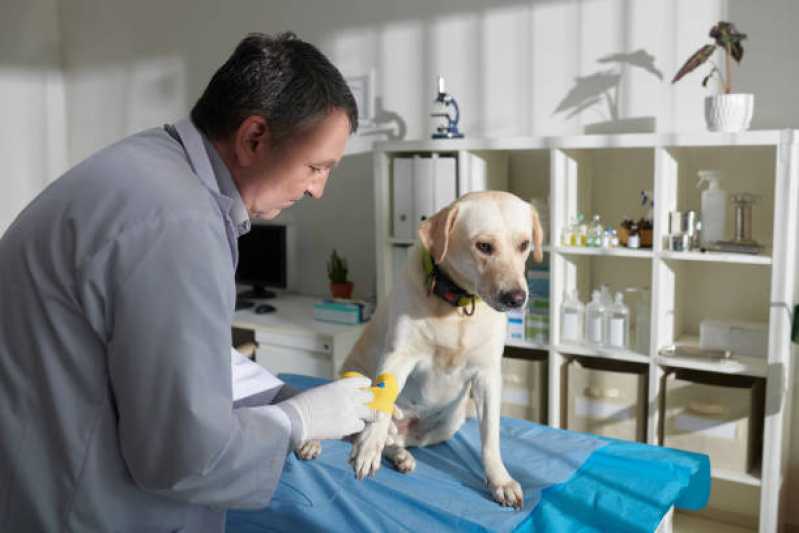 Atendimento de Oncologia para Pequenos Animais Águas Claras - Oncologia para Animais de Médio Porte