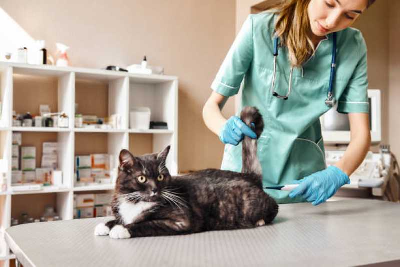 Atendimento Veterinário Clínica Asa Norte - Clínica Especializada em Saúde Veterinária Animal