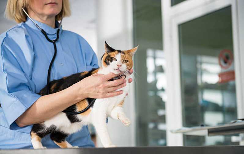 Atendimento Veterinário Octogonal - Clínica Veterinária para Cães e Gatos