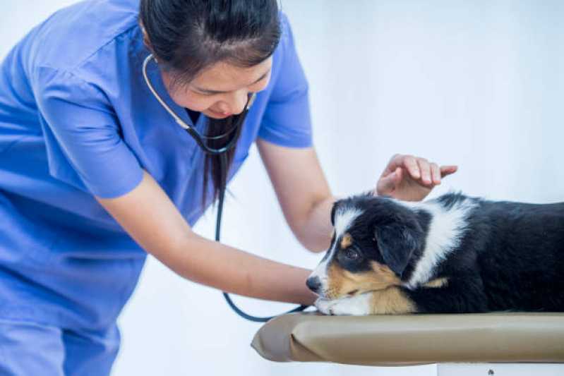 Cardiologista de Cachorro Sobradinho - Cardiologista para Cachorros