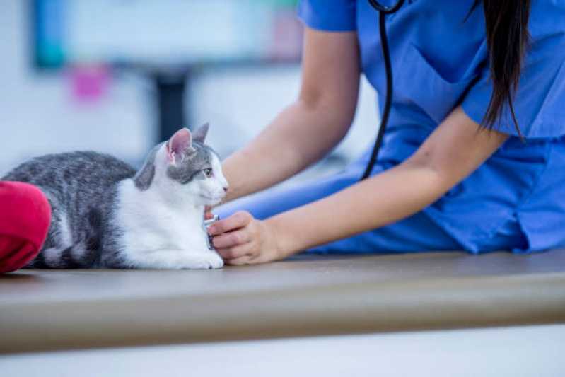 Cardiologista de Cães e Gatos Asa Sul - Cardiologista para Animais