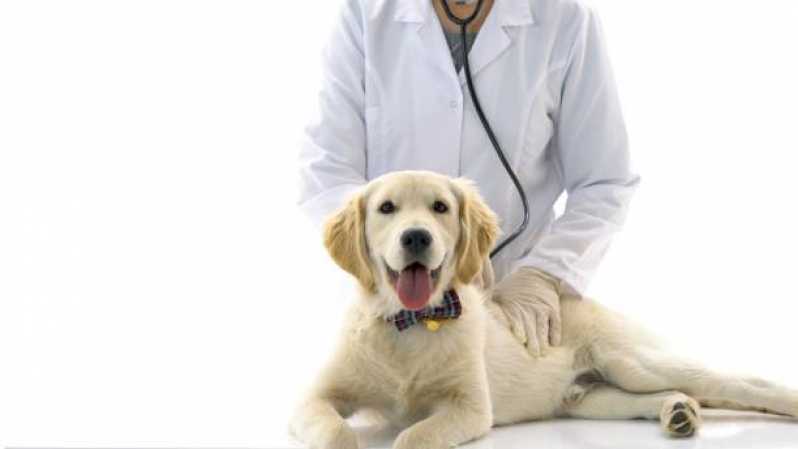 Cardiologista de Pet Telefone Octogonal - Cardiologista de Cães e Gatos
