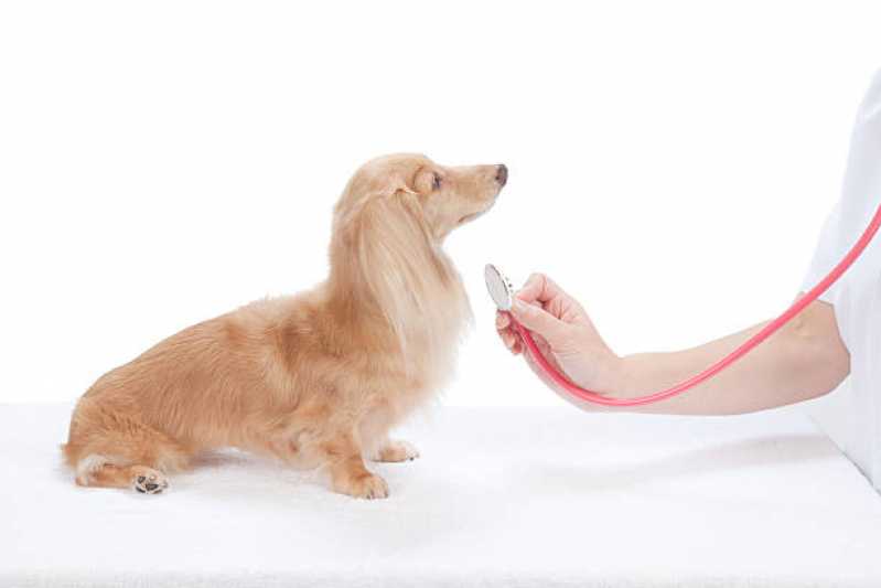Cardiologista para Animais Contato Octogonal - Cardiologista Cachorro