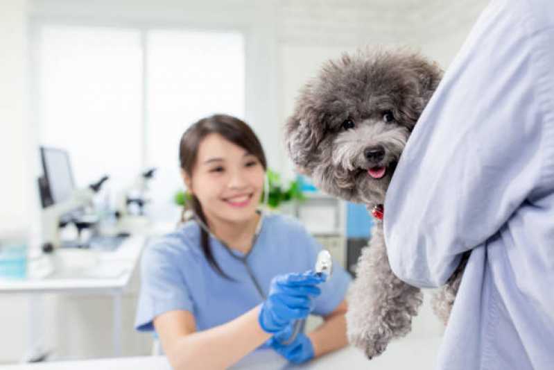 Cardiologista para Cachorro Octogonal - Cardiologista Cachorro
