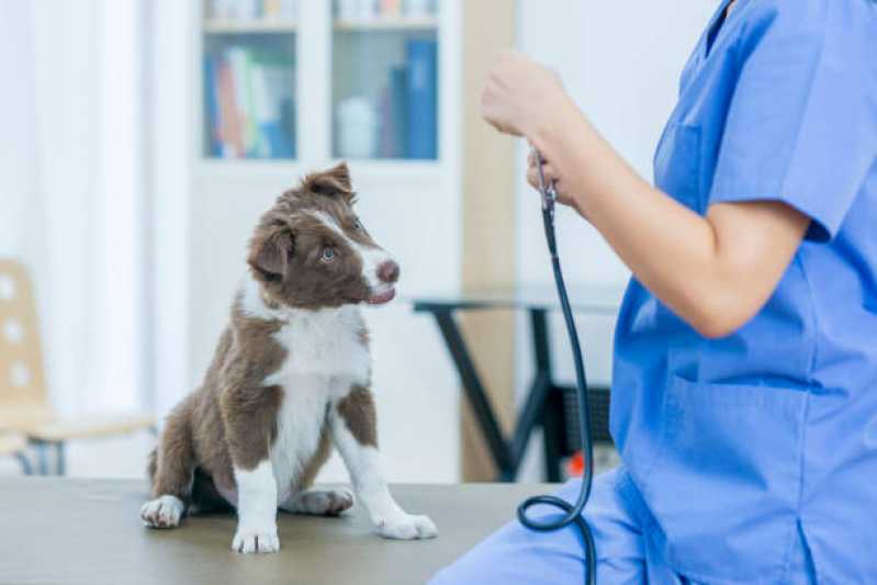 Cardiologista para Cachorros e Gatos Asa Norte - Cardiologista para Cachorro