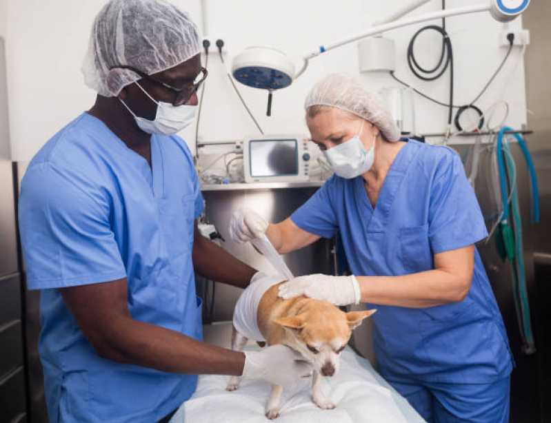 Cirurgia de Castração de Cachorro Valores Águas Claras - Cirurgia em Pequenos Animais