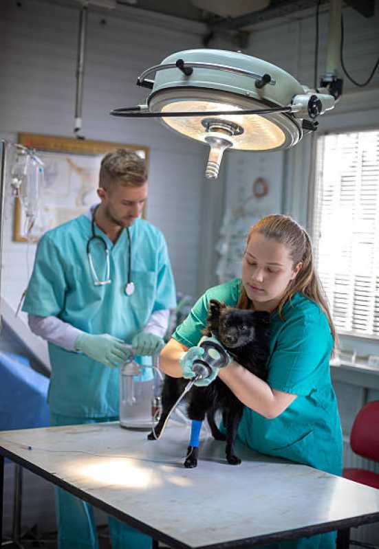 Cirurgia em Animais de Pequeno Porte Asa Sul - Cirurgia de Castração de Cachorro