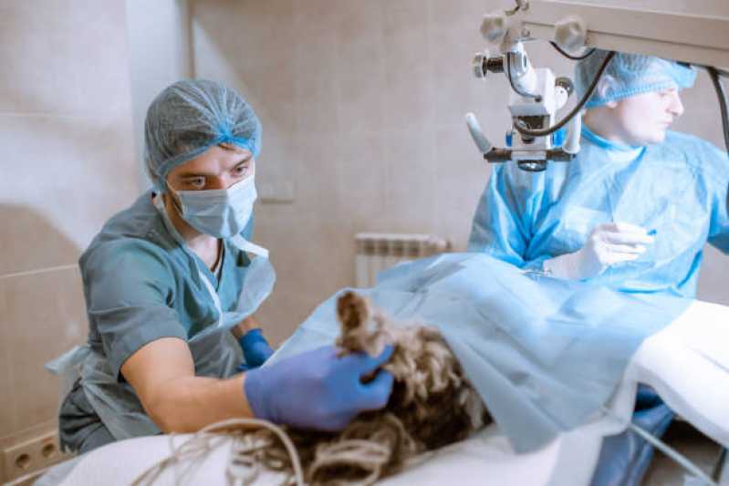 Cirurgia em Animais Valores Park Way - Cirurgia em Animais