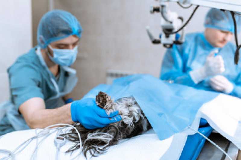 Cirurgia Ortopédica Veterinária Park Way - Cirurgia para Cachorro