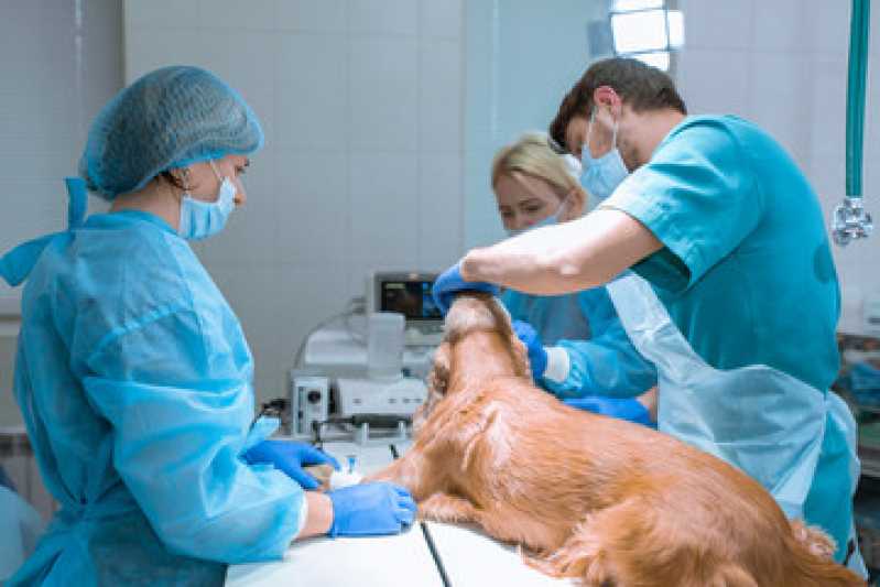 Cirurgia para Cachorro Valores Sudoeste - Cirurgia para Cachorro