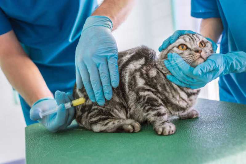 Clínica Especializada em Saúde Veterinária Animal Contato Sobradinho - Clínica Veterinária Animal