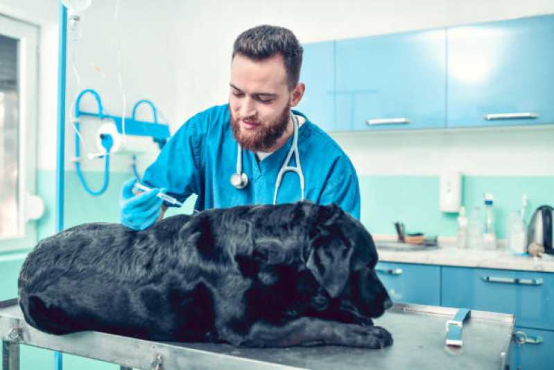 Clínica Veterinária Próxima Octogonal - Clínica Veterinária para Cães e Gatos