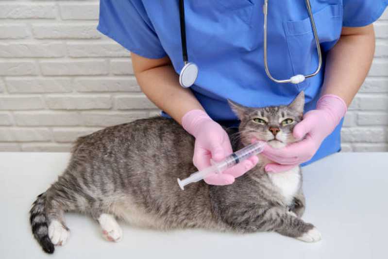 Consulta de Anestesiologia para Pet Agendar Guara - Consulta de Oftalmologista para Pet