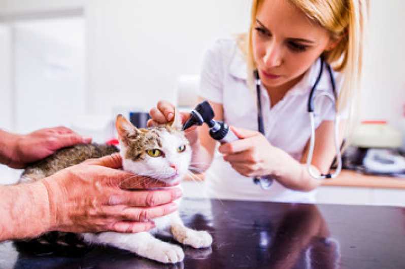 Consulta de Cardiologia para Pet Agendar Brasília - Consulta de Dermatologista para Pet