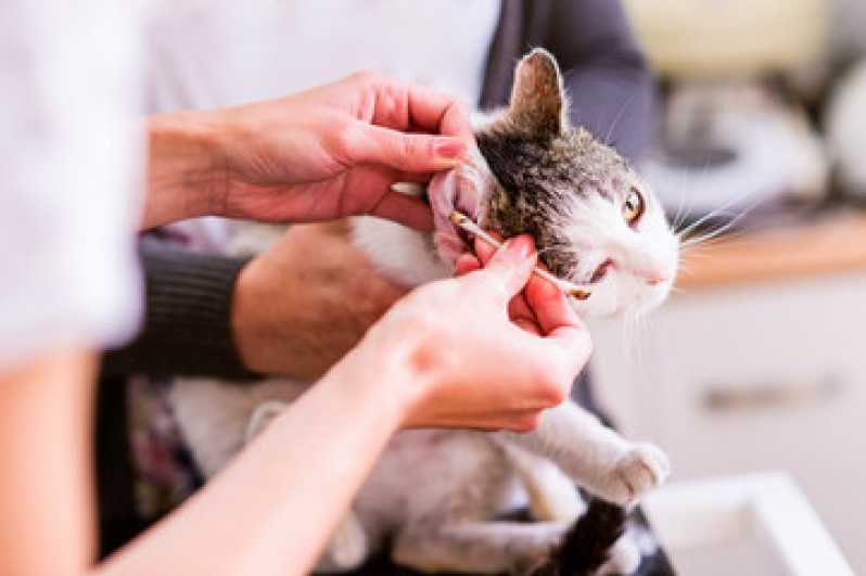 Consulta de Cardiologia para Pet Guara - Consulta de Oncologista para Pet