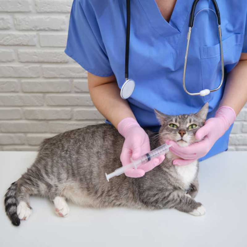 Consulta de Dermatologista para Pet Agendar Águas Claras - Consulta de Cardiologia para Pet