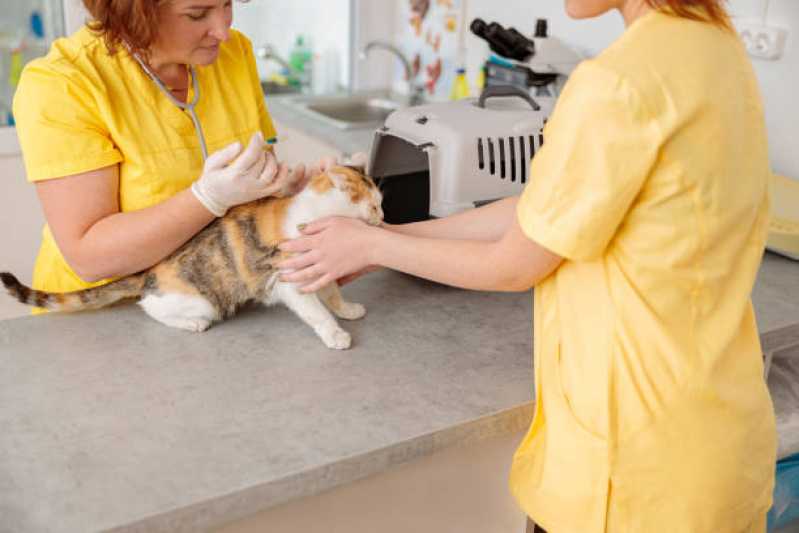 Consulta de Endocrinologia para Pet Agendar Sobradinho - Consulta de Nutrologista para Pet
