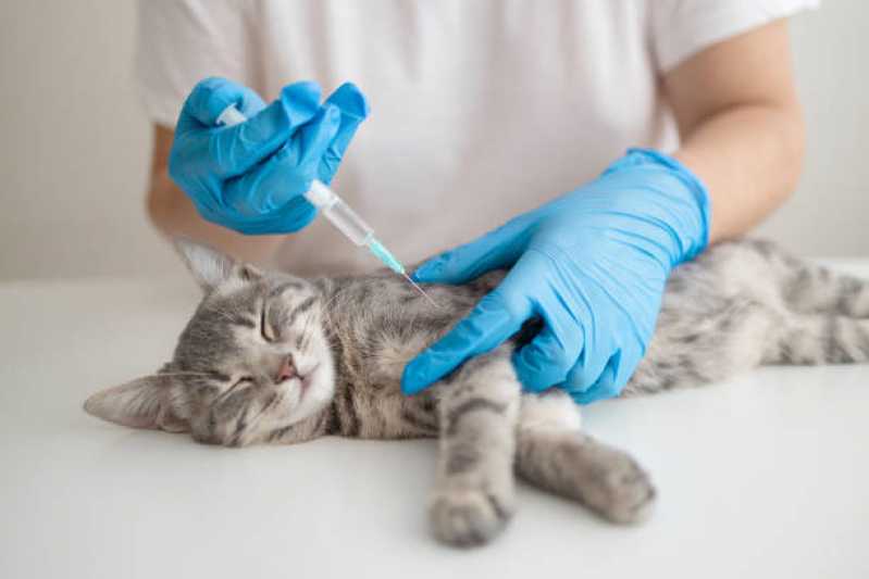 Consulta de Odontologista para Pet Agendar Águas Claras - Consulta de Oncologista para Pet