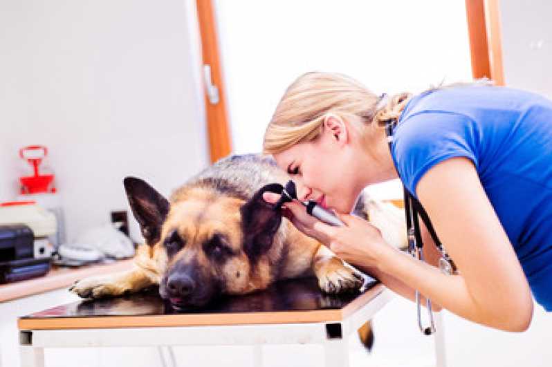 Consulta de Ortopedia para Pet Agendar Jardim Botânico - Consulta de Nefrologia para Pet