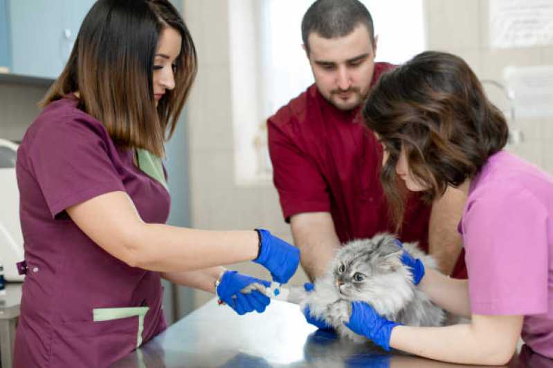 Consulta Pet Agendar Park Way - Consulta de Anestesiologia para Pet
