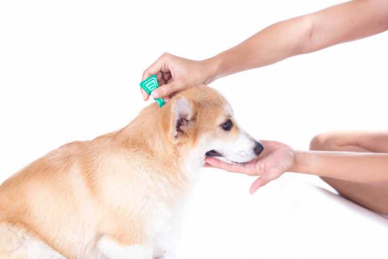 Contato de Clínica Pet Veterinária Octogonal - Atendimento Veterinário