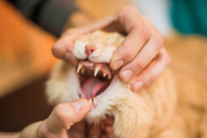 Dentista de Gato Valor Sobradinho - Odonto para Cachorro