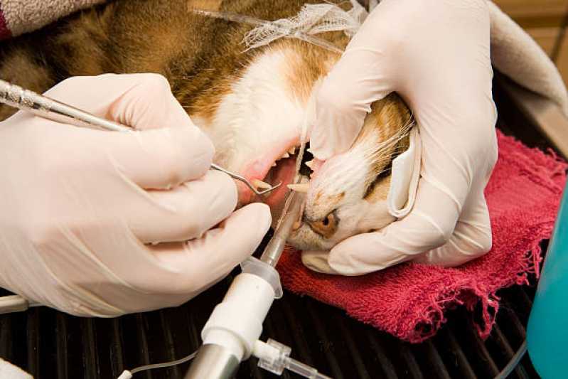 Dentista de Gato Guara - Odontologia para Cachorro Brasília