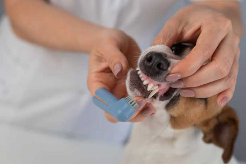 Dentista para Cães Valor Sudoeste - Odontologia Pet