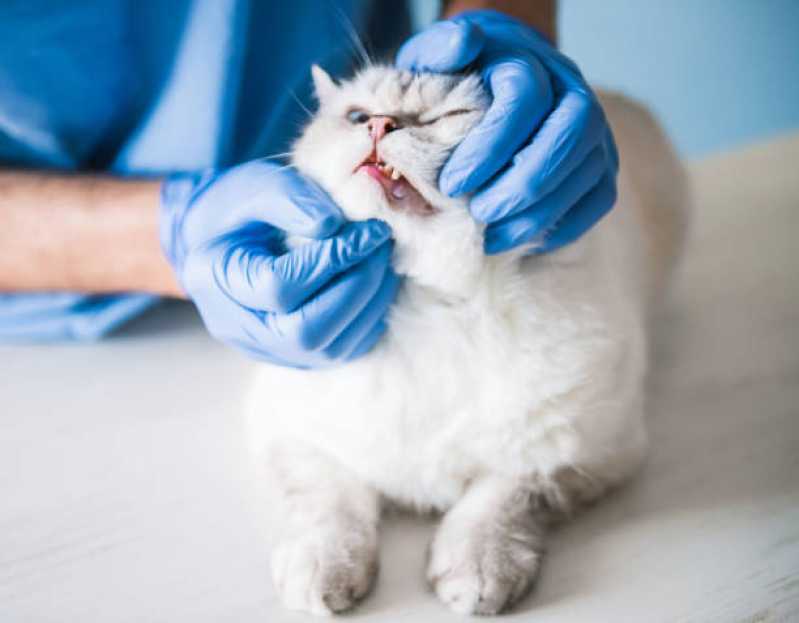 Dentista para Gato Valor Octogonal - Dentista de Gato
