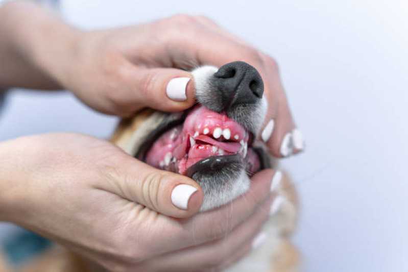 Dentista para Gatos Valor Lago Norte - Odontologia para Cachorro Brasília