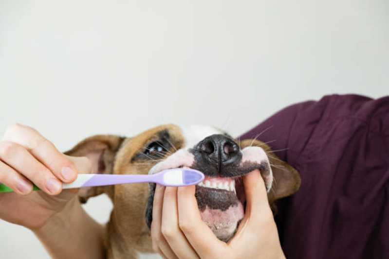 Dentista para Pet Valor Asa Norte - Odontologia Pet