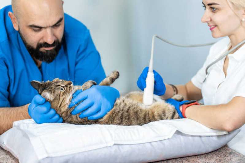Exame de Biópsias para Animais Valores Octogonal - Exame de Sangue em Gatos