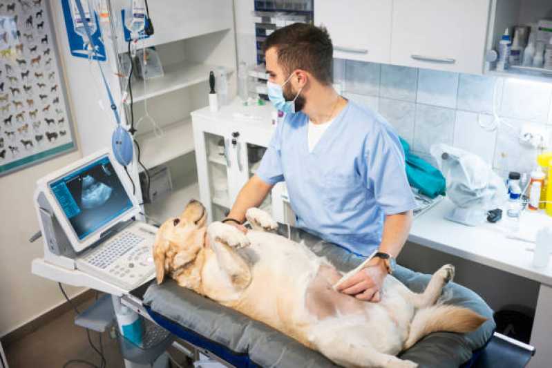Exame de Biópsias para Animais Noroeste - Exame de Sangue para Cachorro