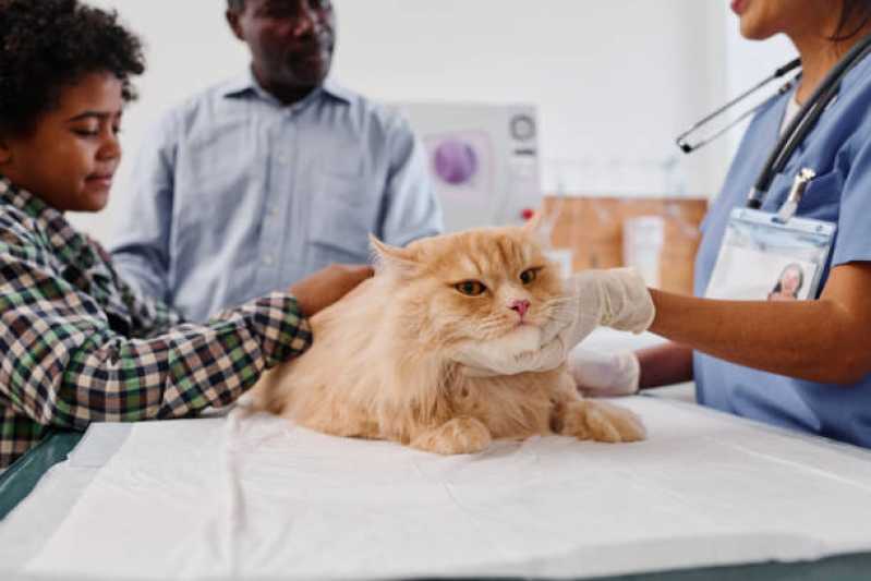 Exame de Sangue em Gatos Noroeste - Exame de Biópsias para Animais