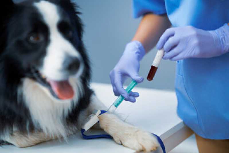 Exame de Sangue para Cachorro Preço Lago Norte - Exame de Raio X para Animais