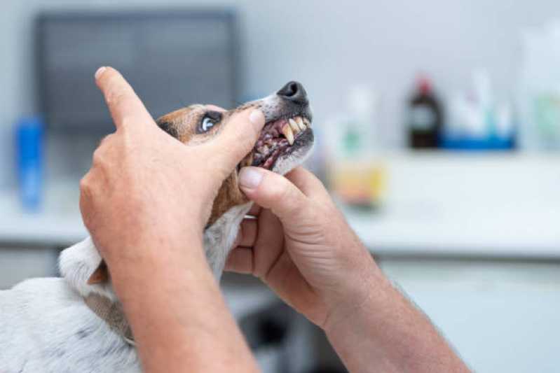 Odonto para Cachorro Jardim Botânico - Odontologia para Cachorro Brasília