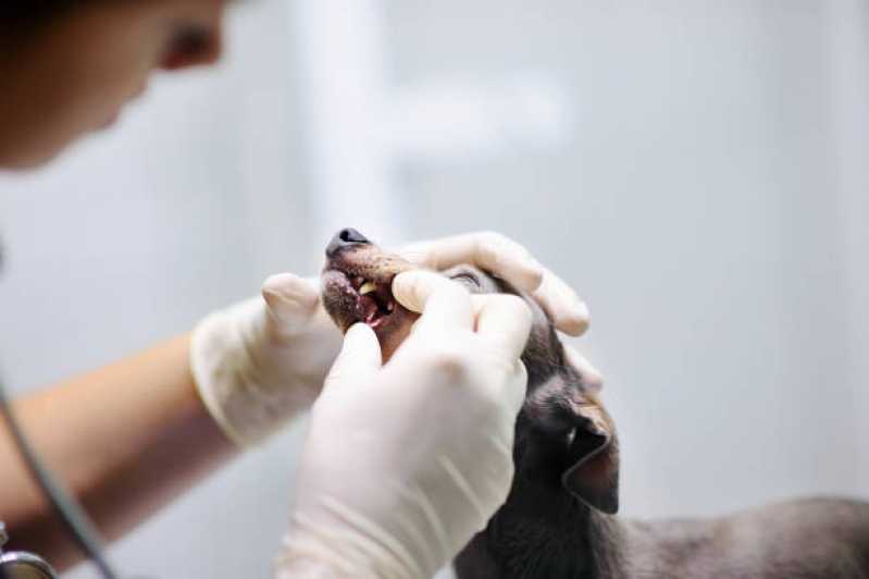 Odontologia para Cães Valor Asa Norte - Dentista para Cães