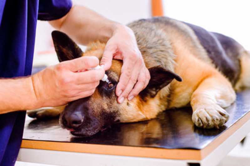 Oftalmologista para Cães Octogonal - Oftalmologista para Cachorros Distrito Federal