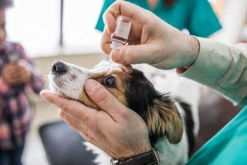Oftalmologista Pets Asa Norte - Oftalmologista para Cães