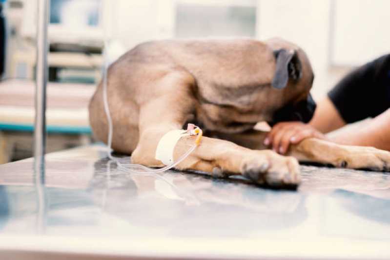 Oncologia Animal Clínica Guara - Oncologia para Cães e Gatos