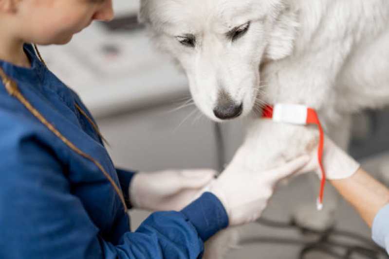 Oncologia Animal Noroeste - Oncologia para Animais de Médio Porte