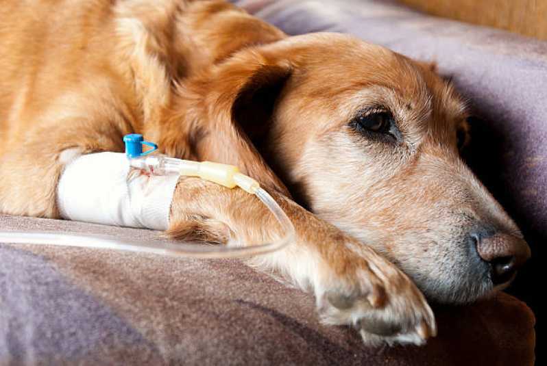 Oncologia Cachorros Clínica Octogonal - Oncologia para Pequenos Animais