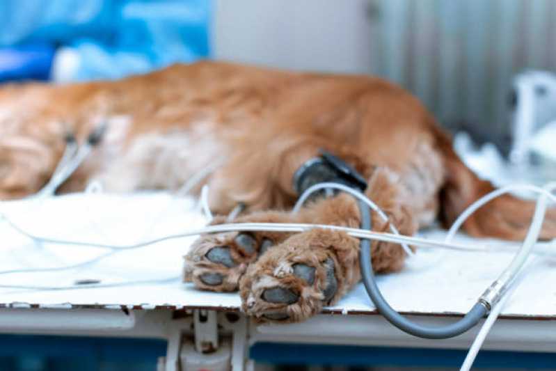 Oncologia para Animais de Médio Porte Clínica Brasília - Oncologia para Cachorros
